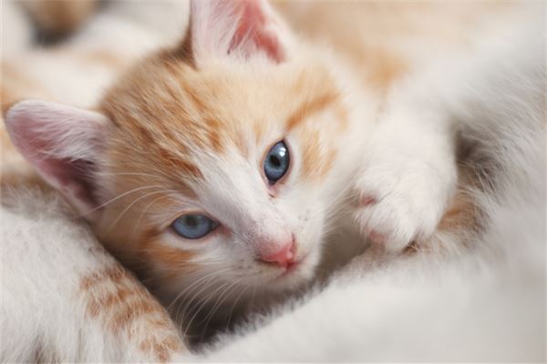 周公解梦大全查询猫(周公解梦大全查询猫头鹰)
