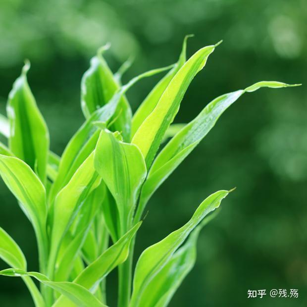 周公解梦拉大便预示好运吗