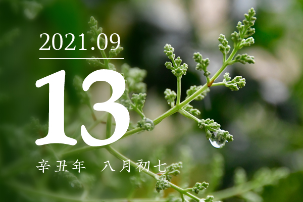 一九八八年八月初七是什么命 一九八八年八月初七是什么命