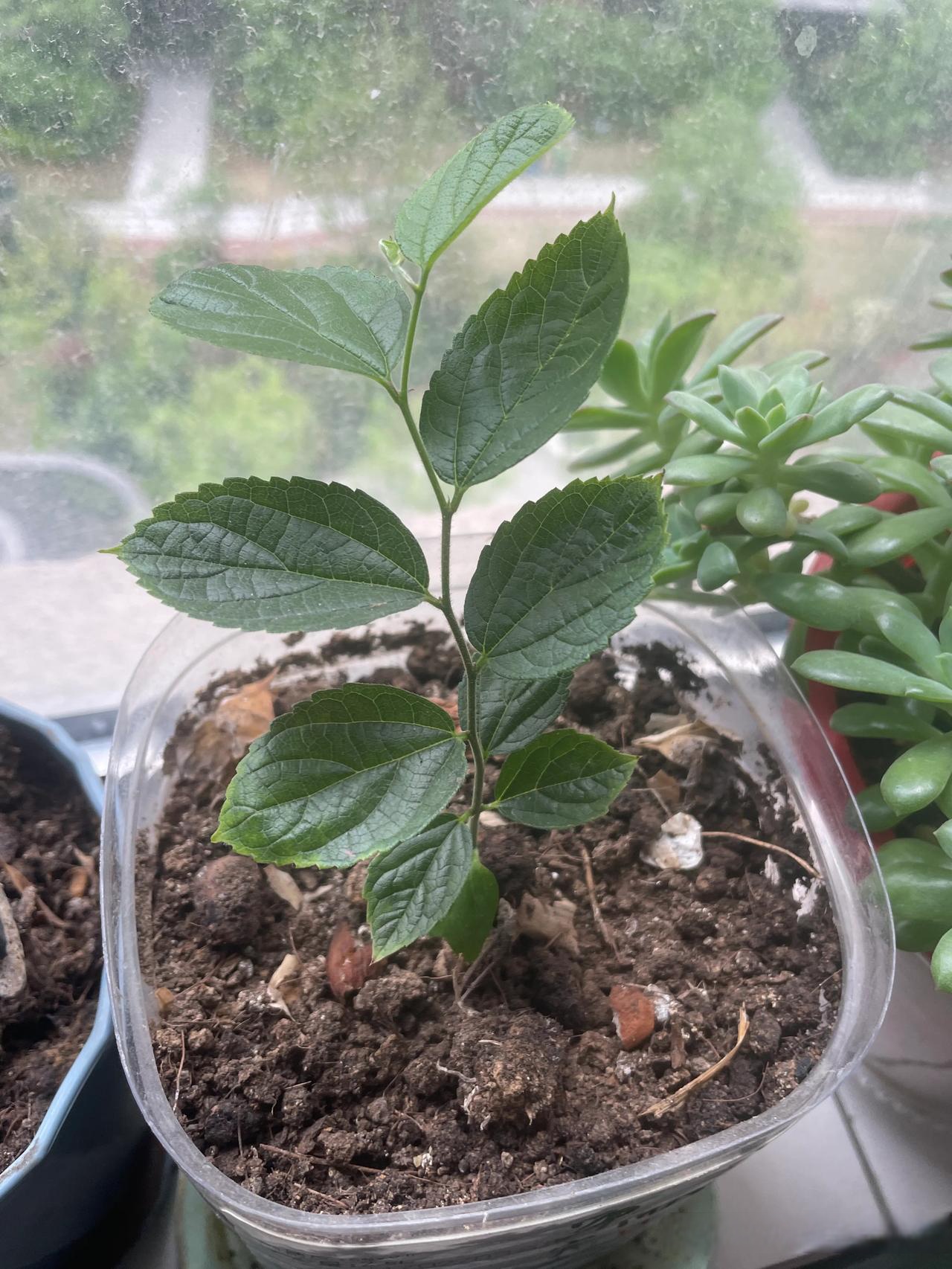 窗台种植物对室内有益处没 窗台种植物对室内有益处没