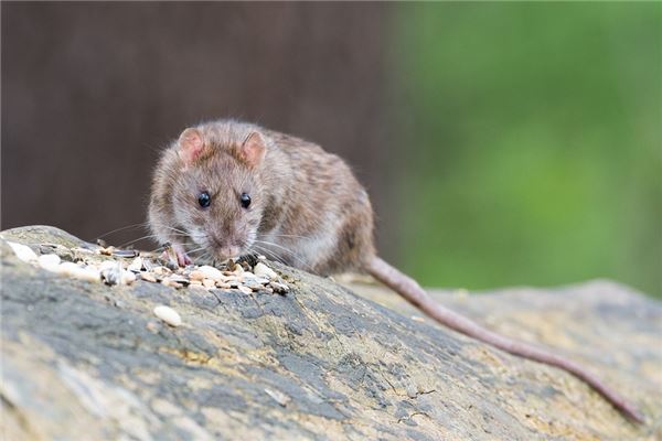 周公解梦大全免费版解梦梦见老鼠 周公解梦大全免费版解梦梦见老鼠