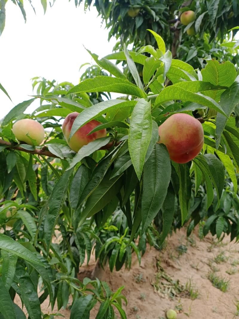 1亩桃树能产多少斤