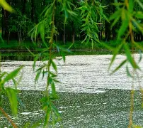 风卷杨花下下签求解事业 风卷杨花下下签求解事业