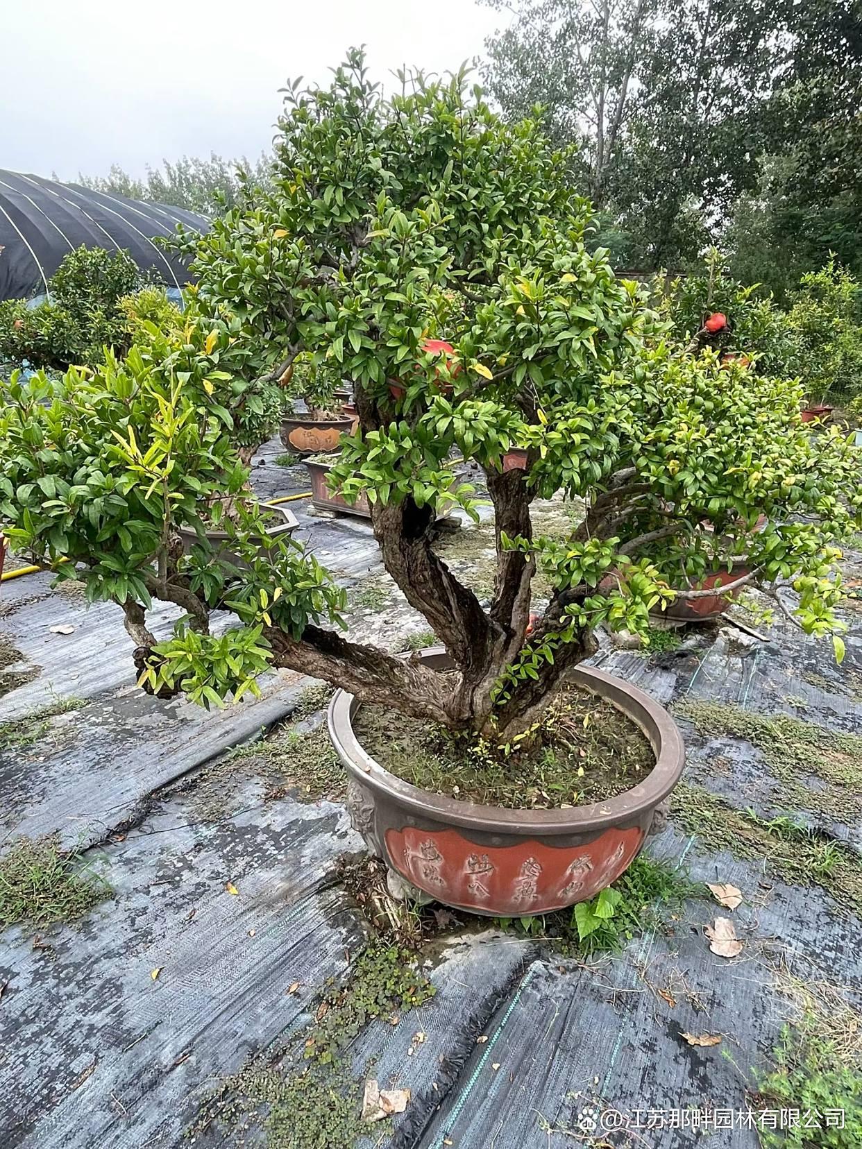 石榴树种植方位风水 石榴树种植方位风水