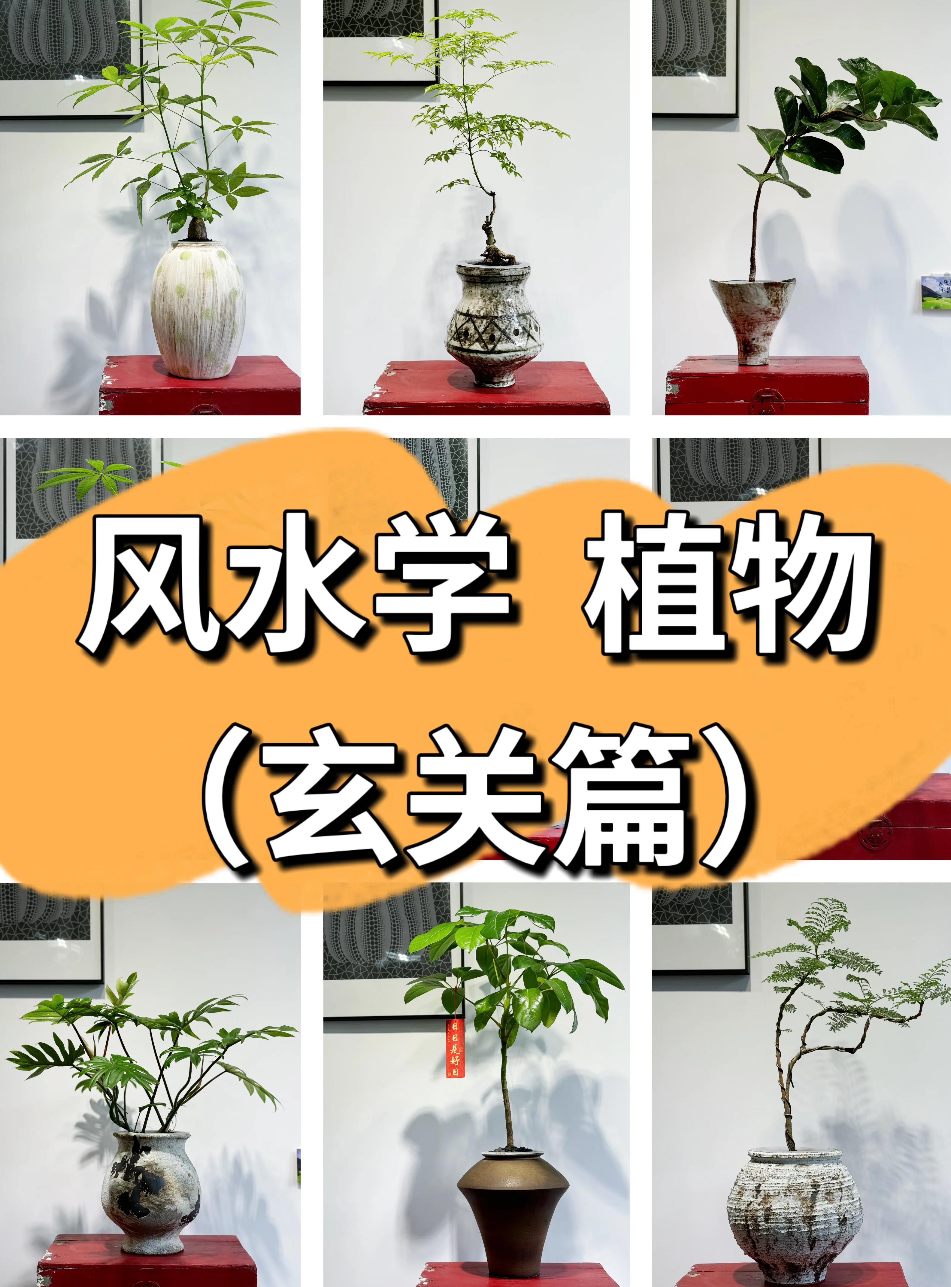 门口最旺财挡煞的绿植能用假的吗的简单介绍 门口最旺财挡煞的绿植能用假的吗的简单介绍