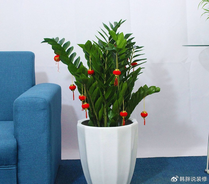 家中财位摆放什么绿植旺财 家中财位摆放什么绿植旺财