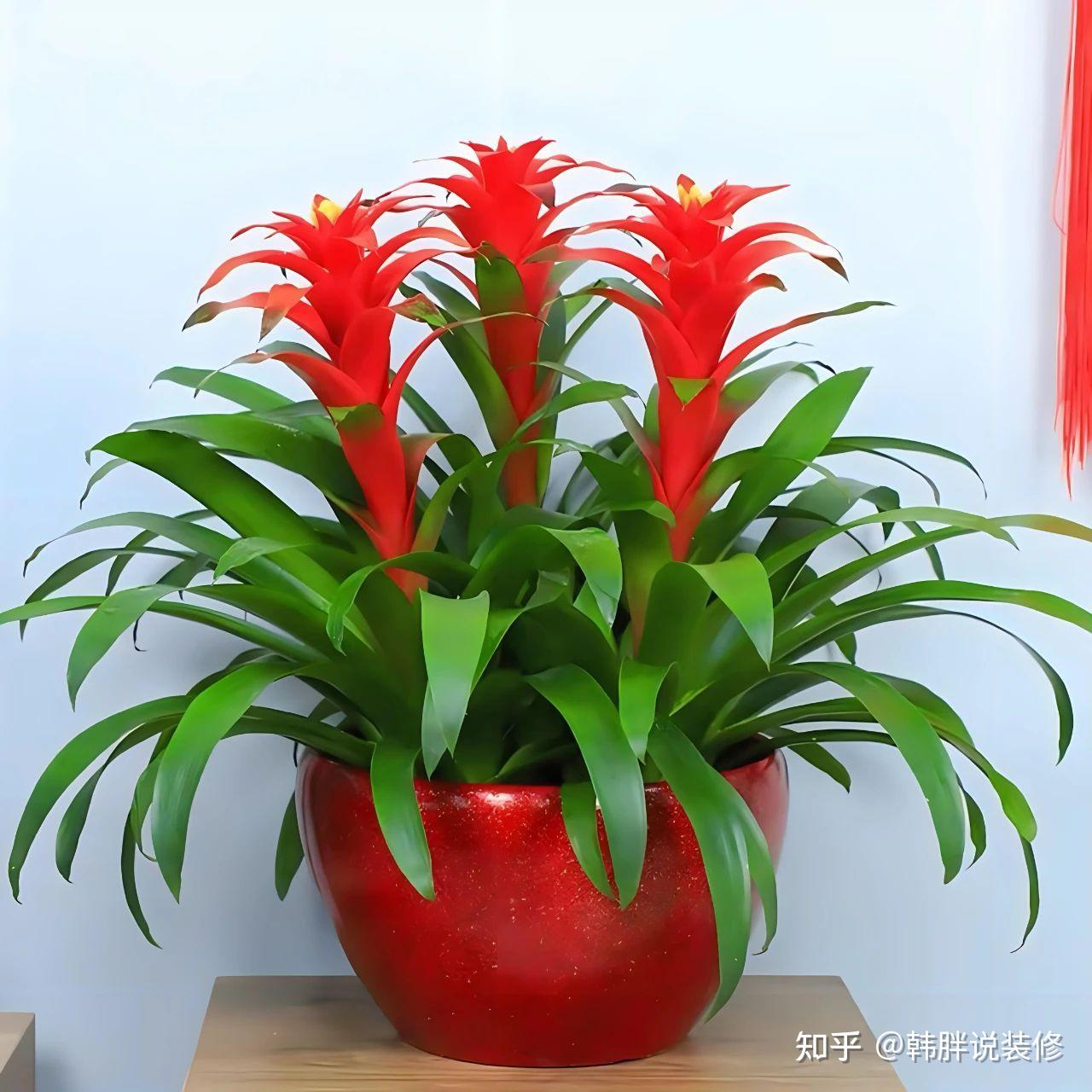 家中财位摆放什么绿植旺财 家中财位摆放什么绿植旺财