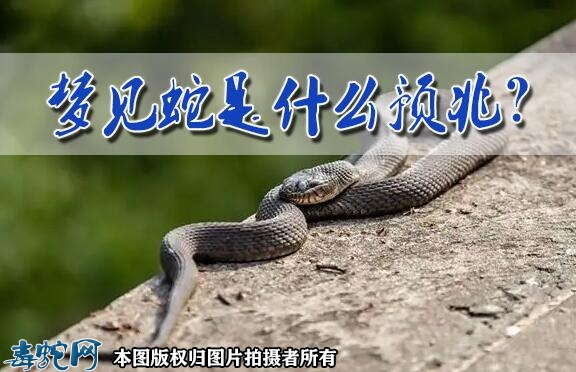 周公解梦蛇的详细解释是什么 周公解梦蛇的详细解释是什么