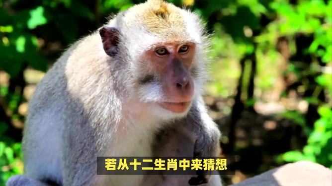 什么生肖是前肖