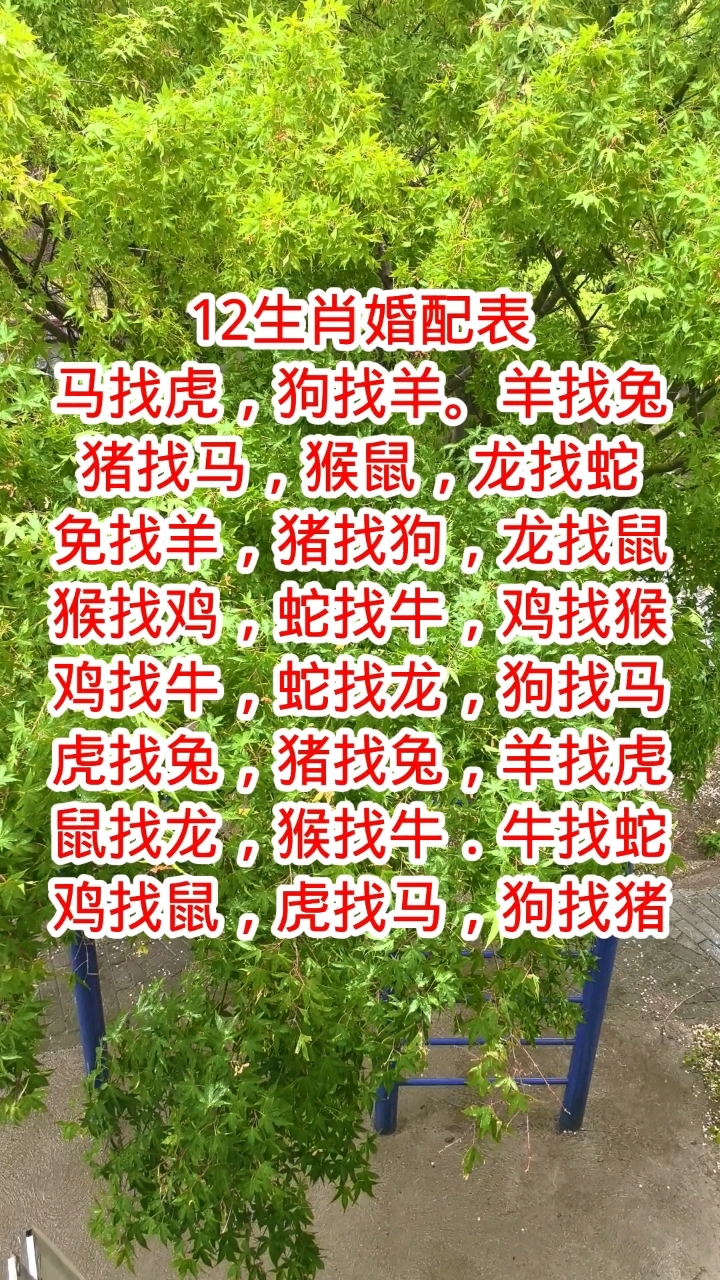 十二生肖配对表