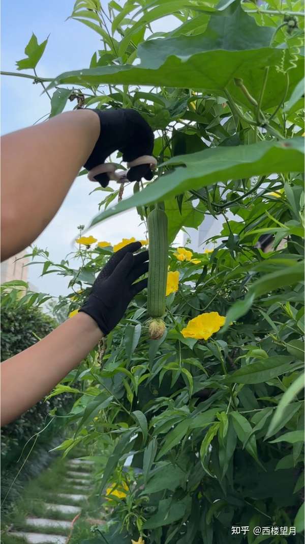 梦见摘丝瓜的周公解梦 梦见摘丝瓜的周公解梦