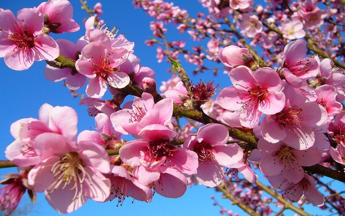 桃花正缘测试 桃花正缘测试