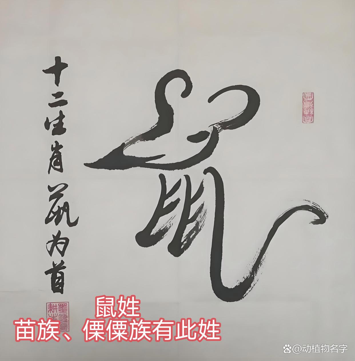 动物姓氏的排序表 动物姓氏的排序表