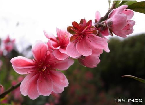 免费桃花运查询 免费桃花运查询