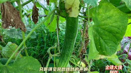 梦见摘丝瓜的预示与启示