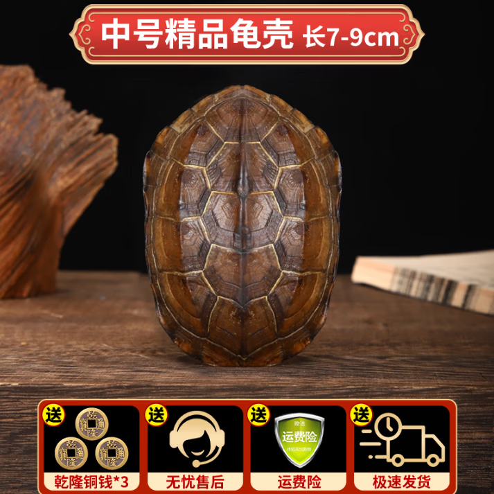 六爻龟壳占卜用哪种龟壳好