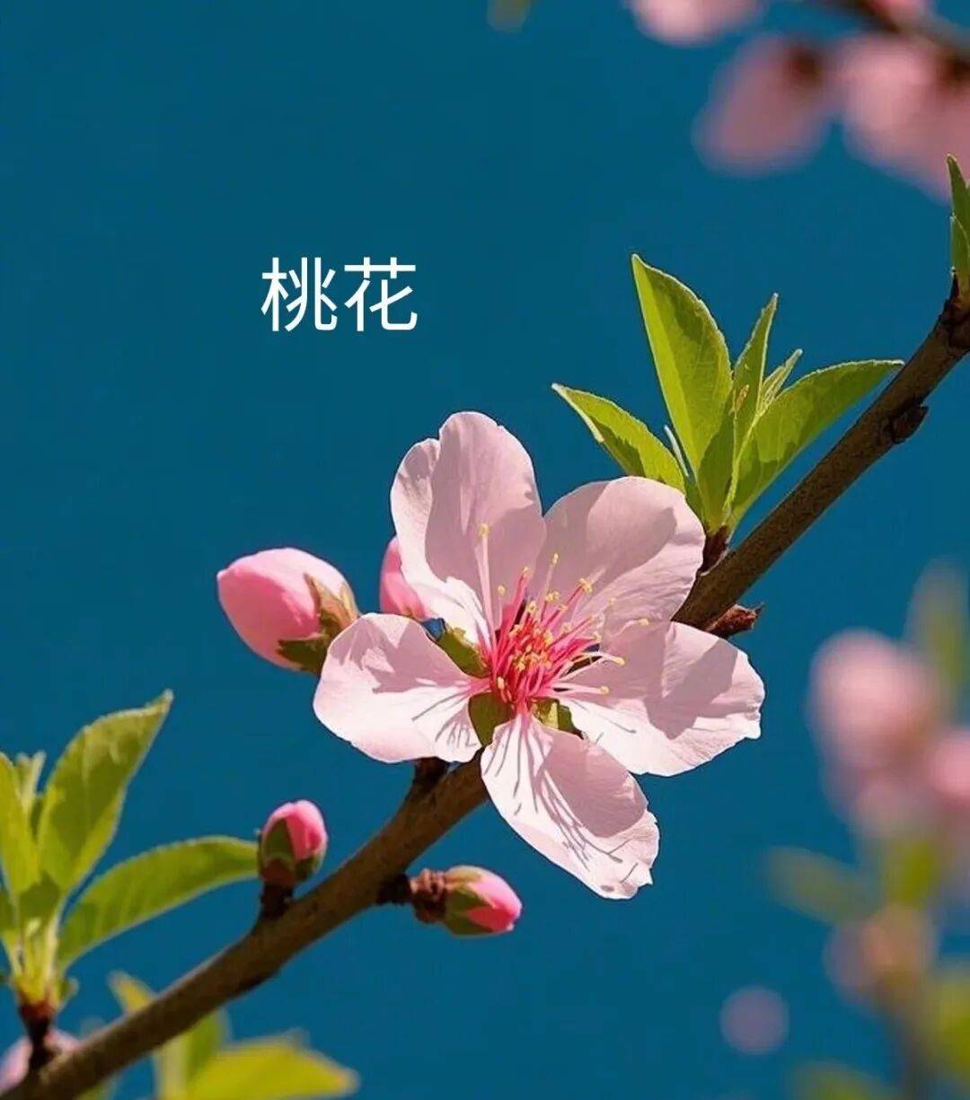 查正桃花最简单方法的简单介绍