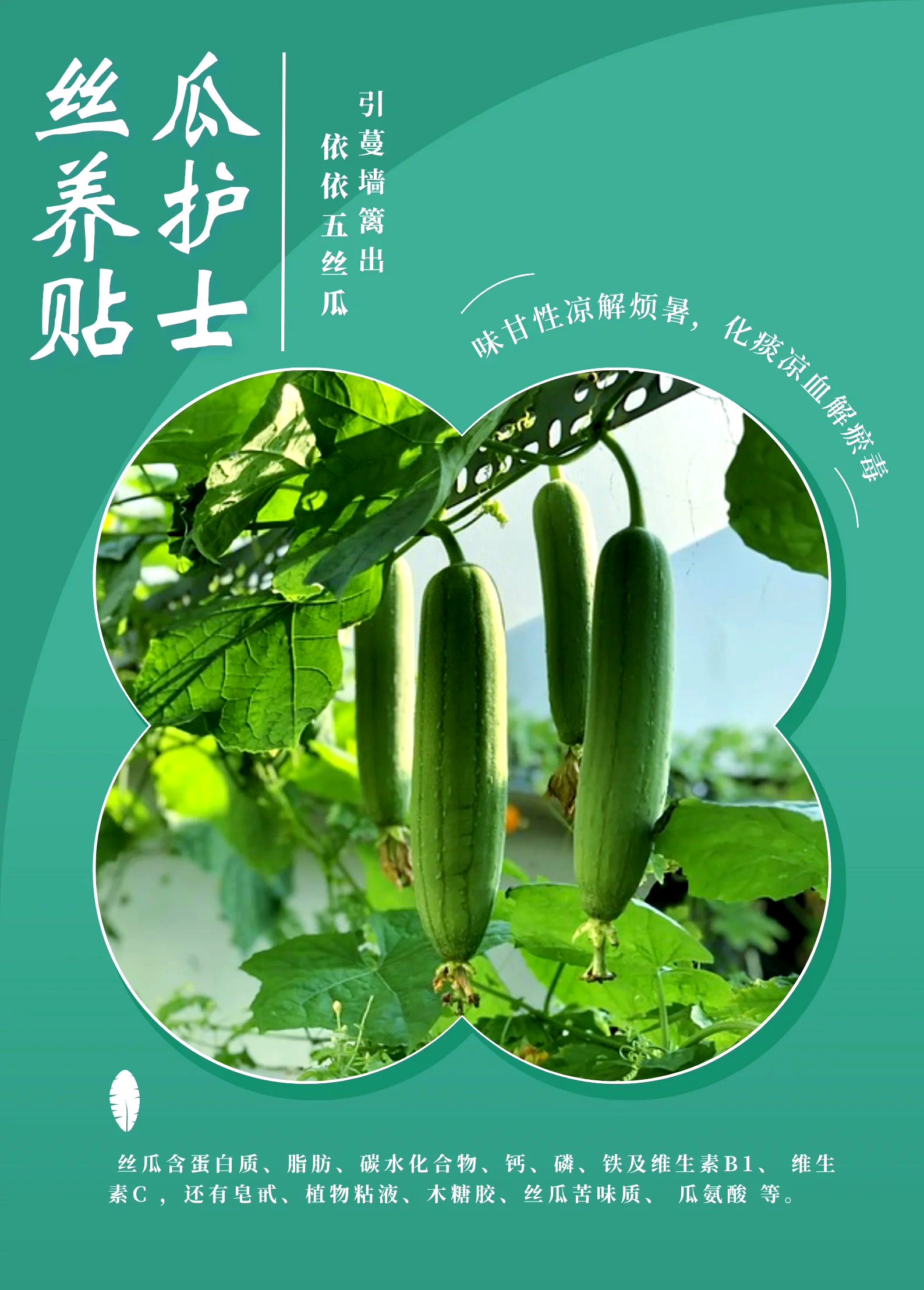 梦见摘丝瓜啥意思