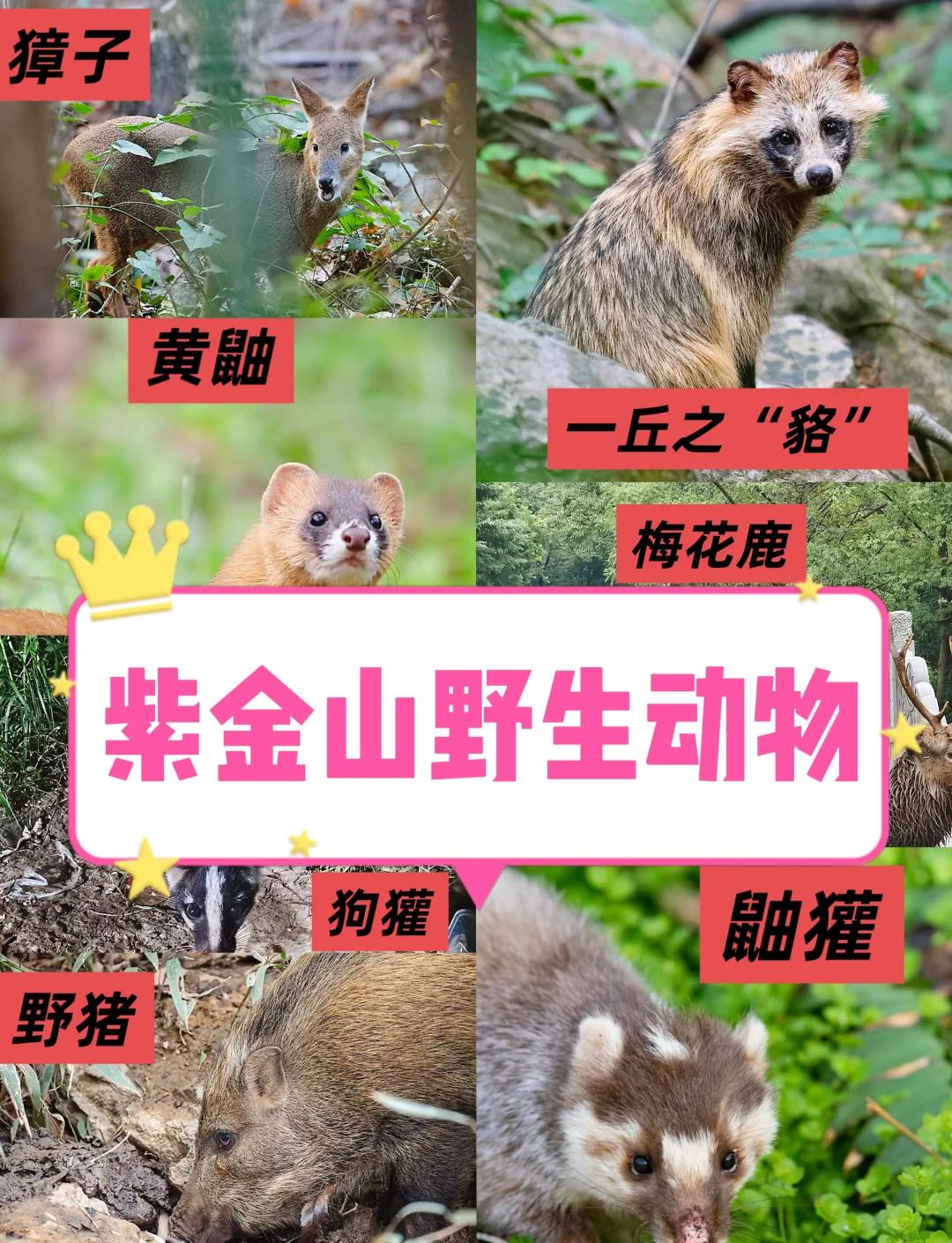 动物取名字大全(动物取名字好听的)