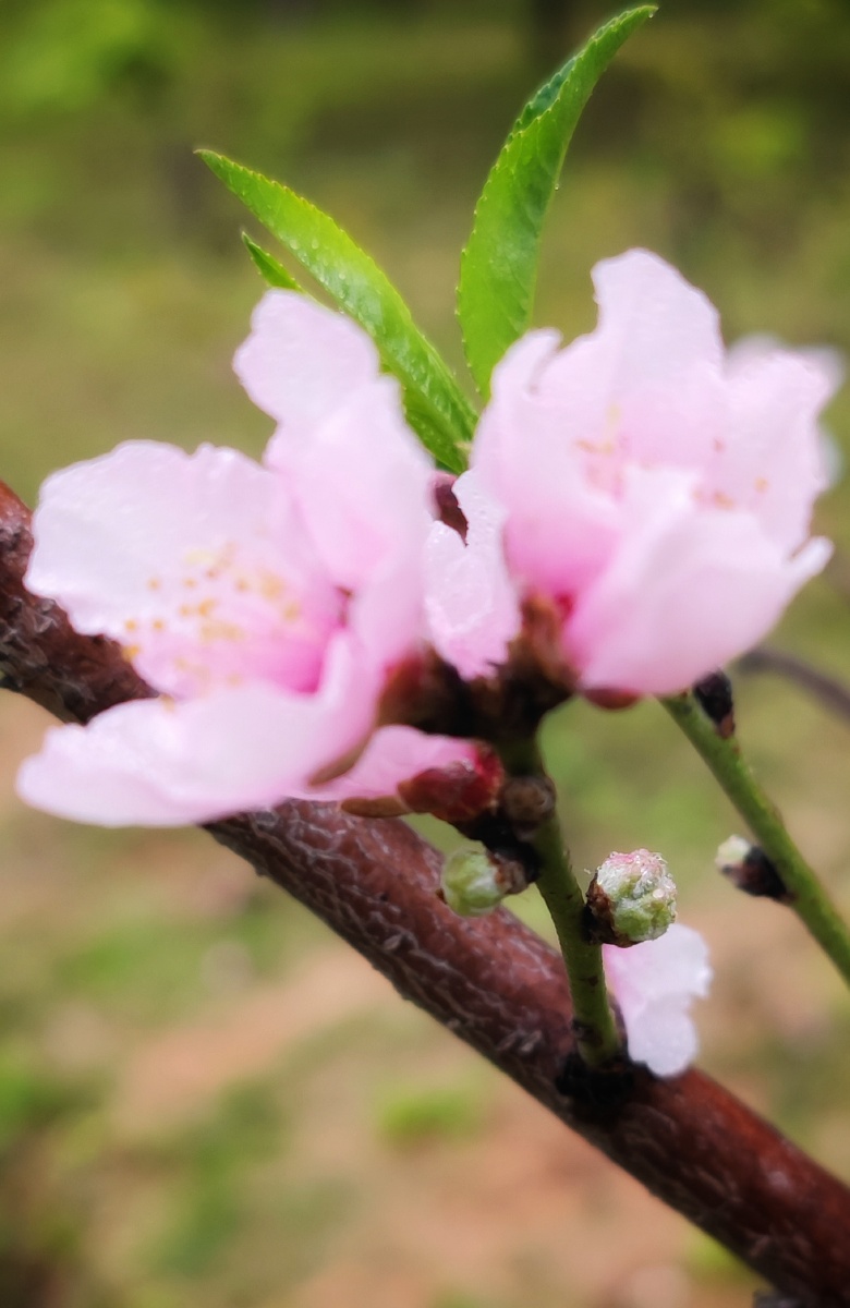百度桃花运(桃花运指什么) 百度桃花运(桃花运指什么)