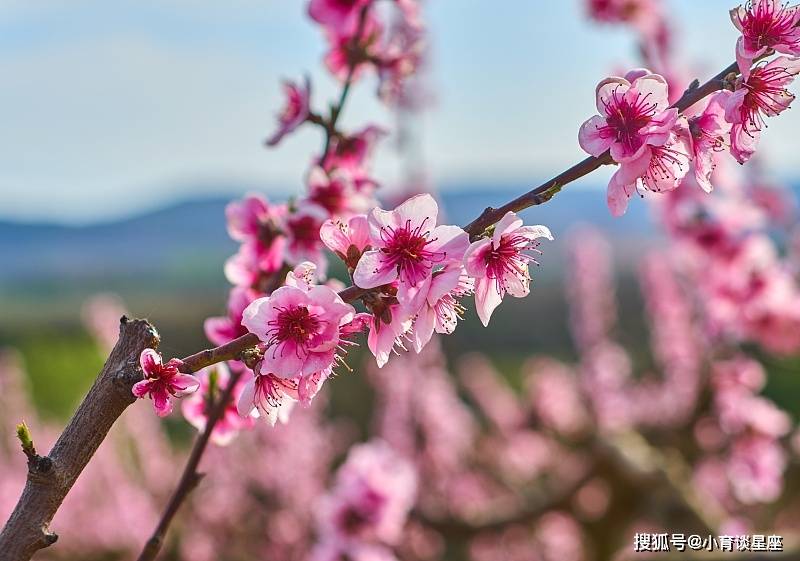 什么名字桃花运特别旺(什么名字桃花运特别旺男孩)