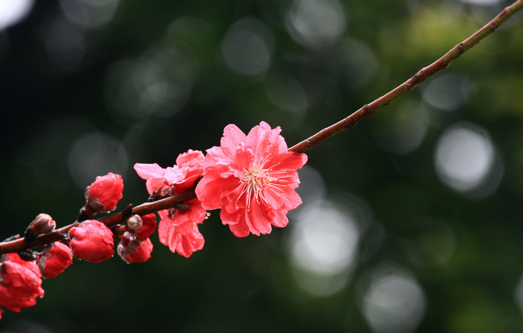 测你桃花运好吗(测桃花运免费算桃花运)
