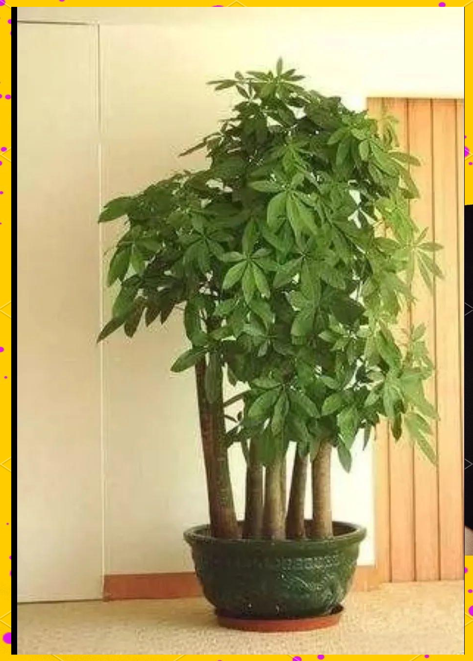 家门口摆什么最好最旺(家门口摆什么最好最旺财)