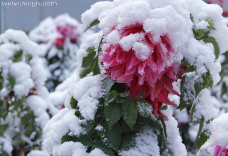 梦到下雪周公解梦原版(最全的解梦大全梦见下雪)