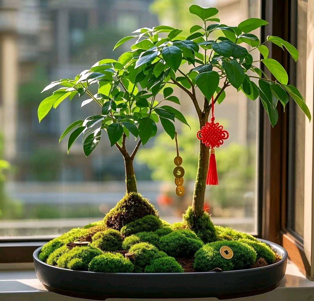 十种旺财又旺宅的植物(十种旺财又旺宅的植物幸福树)