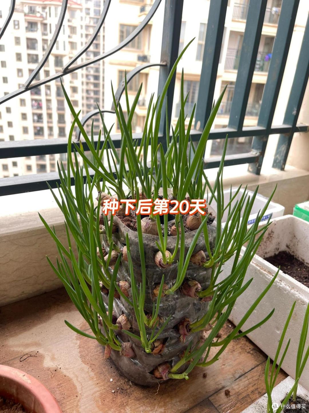 家庭阳台种葱指南(阳台上种葱要怎么样才能活)