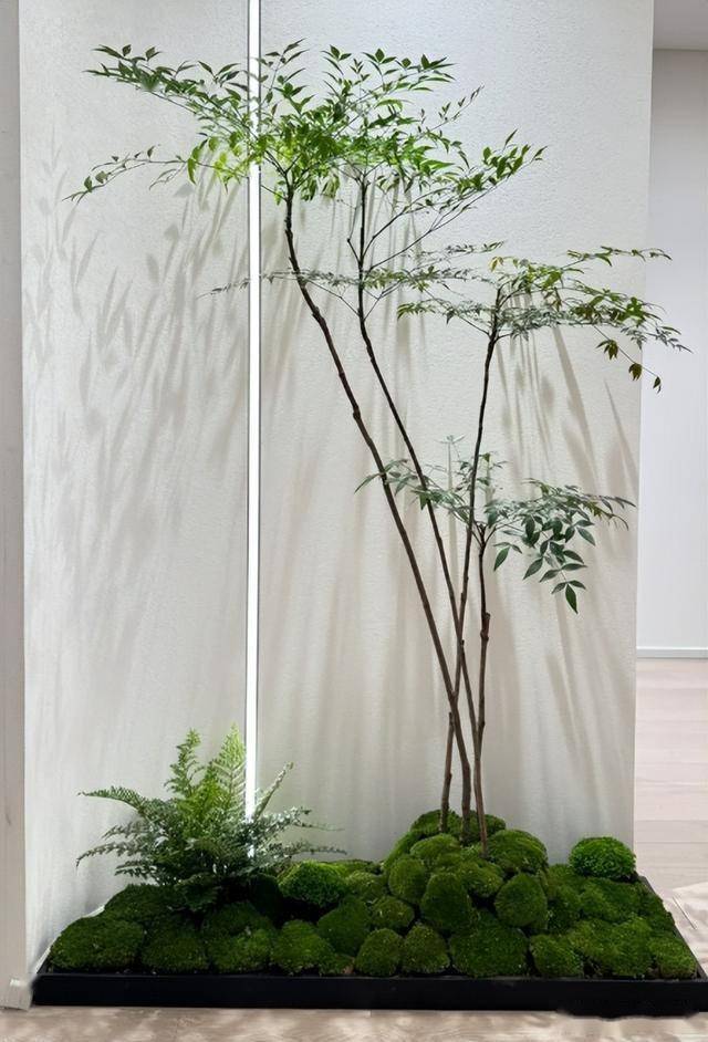 正对入户门放什么植物(正对入户门放什么植物好?既要美观又要符合风水讲究)