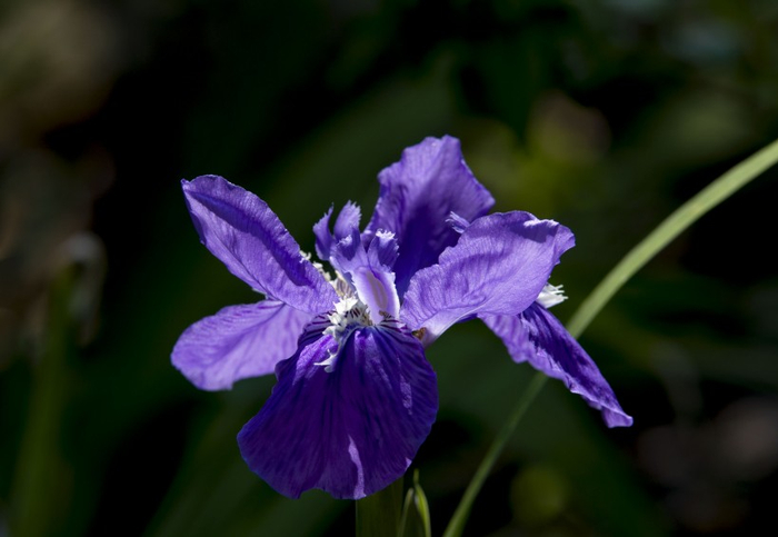 运程桃花(桃花运查法)