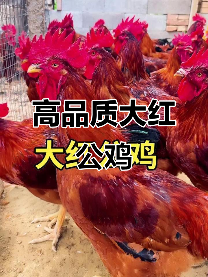 用周公解梦大全大红公鸡(用周公解梦大全大红公鸡吃食) 用周公解梦大全大红公鸡(用周公解梦大全大红公鸡吃食)
