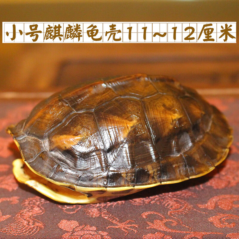 龟壳摇卦视频(龟壳摇卦视频完整版)
