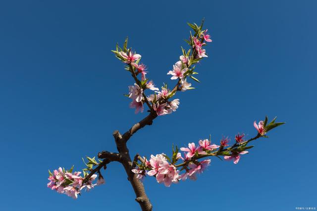 八字算命桃花运免费(八字免费查桃花运入口) 八字算命桃花运免费(八字免费查桃花运入口)