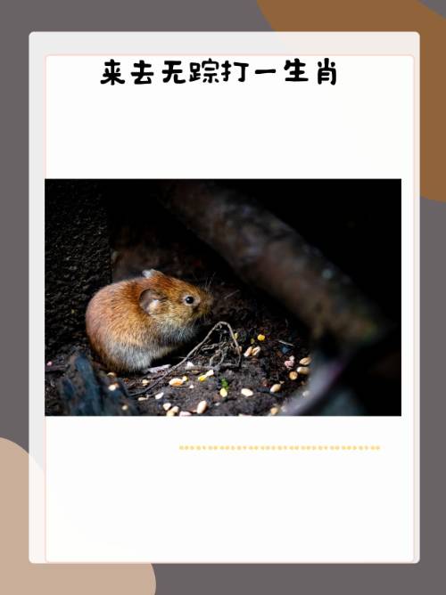 求签问卦打一个生肖(求签问卜代表什么动物) 求签问卦打一个生肖(求签问卜代表什么动物)