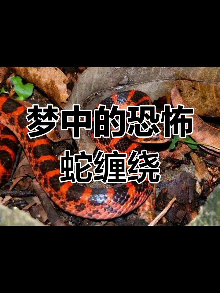 梦见蛇周公解梦官方免费版(周公解梦大全梦见蛇是什么预兆) 梦见蛇周公解梦官方免费版(周公解梦大全梦见蛇是什么预兆)