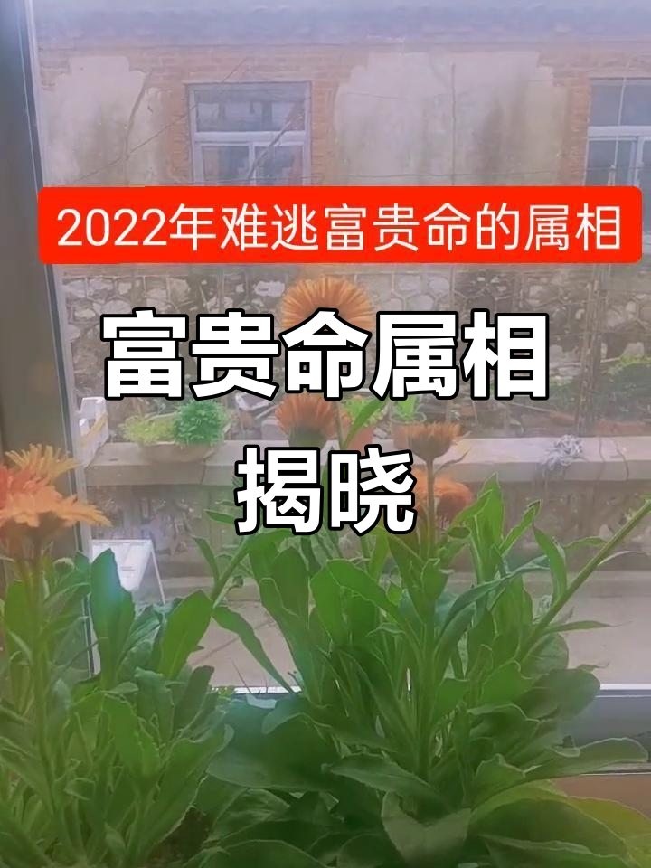 属相财运(属相财运提升方法)