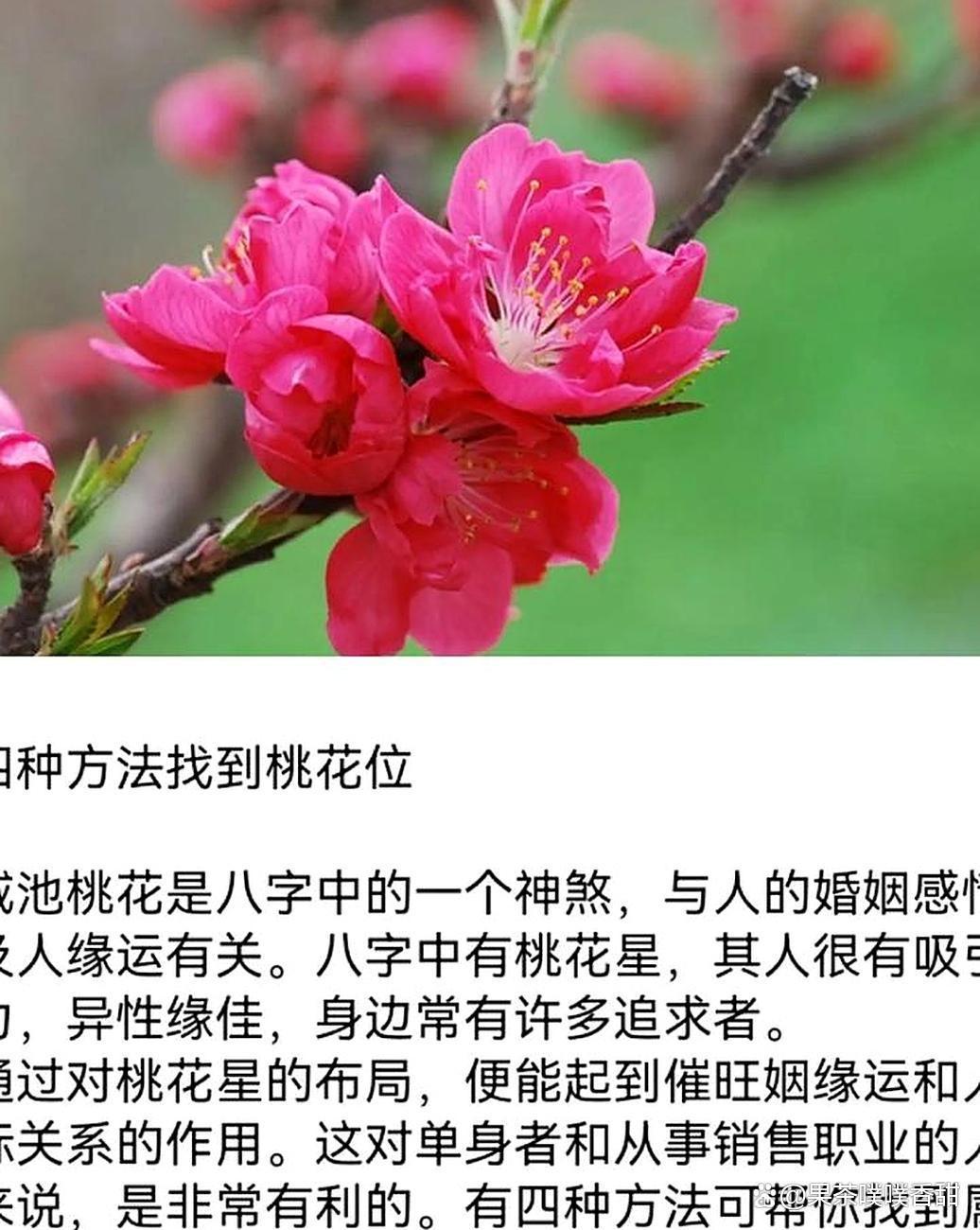 测正缘桃花什么时候出现(测正缘桃花什么时候出现的) 测正缘桃花什么时候出现(测正缘桃花什么时候出现的)