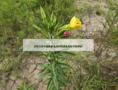 四柱八字排盘免费步骤图解(四柱八字排盘完整版免费教程) 四柱八字排盘免费步骤图解(四柱八字排盘完整版免费教程)