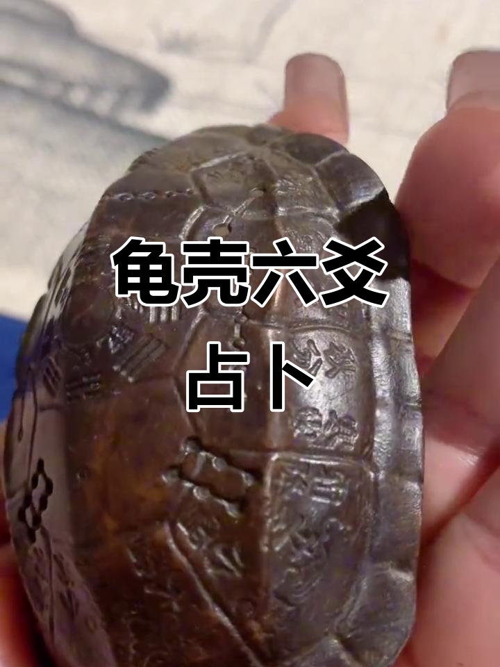 六爻龟壳免费每日占卜(六爻龟壳免费每日一卦用法)