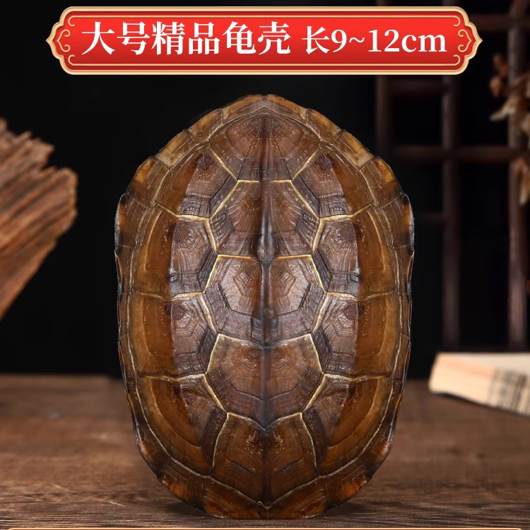 龟壳摇卦怎么用(龟壳摇卦具体方法)
