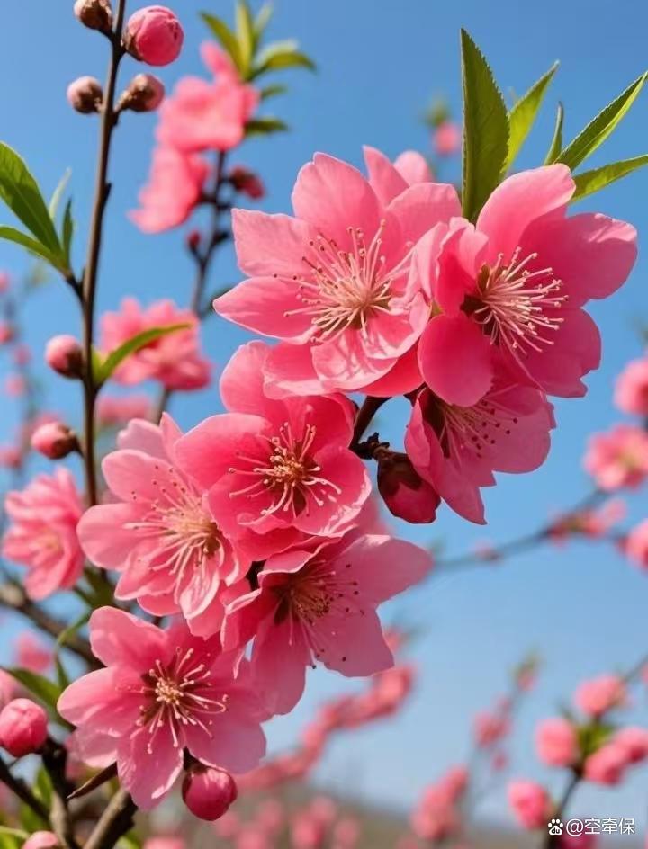 桃花属相(桃花属相怎么招财) 桃花属相(桃花属相怎么招财)