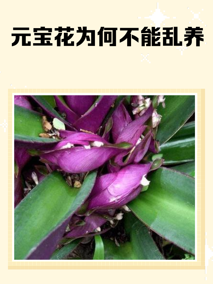 风水学知识大全养花图片视频教程(风水学知识大全养花图片视频教程下载) 风水学知识大全养花图片视频教程(风水学知识大全养花图片视频教程下载)