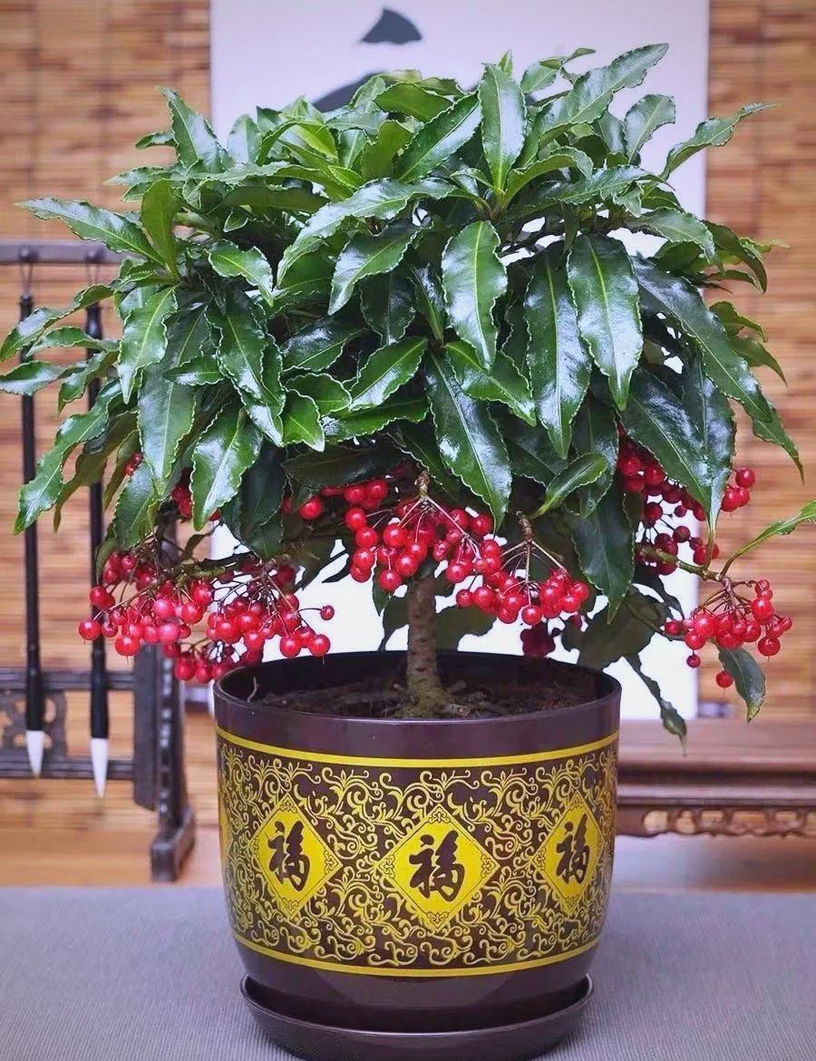 风水好的花卉植物家里养(风水好的花卉植物家里养好吗)