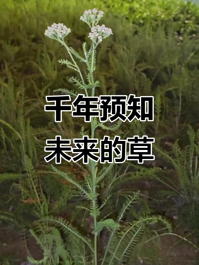 蓍草占卜视频(蓍草占卜视频图)
