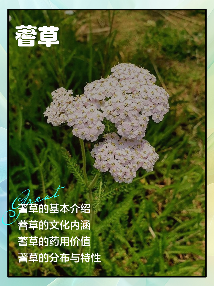 蓍草占卜视频(蓍草占卜视频图) 蓍草占卜视频(蓍草占卜视频图)