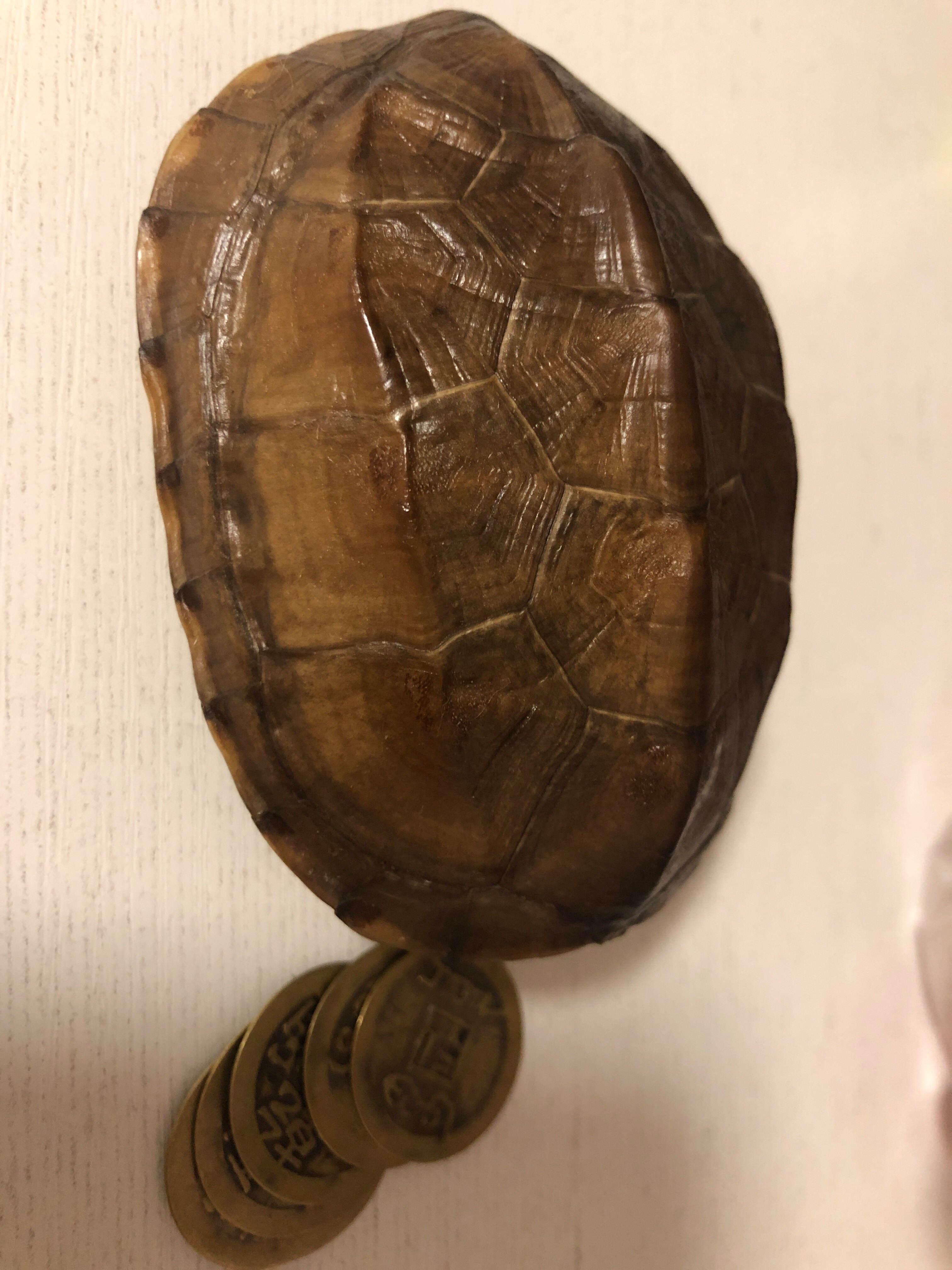六爻卜卦龟壳在线(六爻龟壳免费起卦入口) 六爻卜卦龟壳在线(六爻龟壳免费起卦入口)