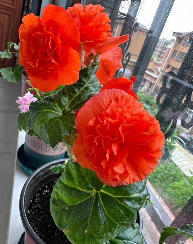 窗台种什么花最旺风水(窗台种什么植物最旺风水)