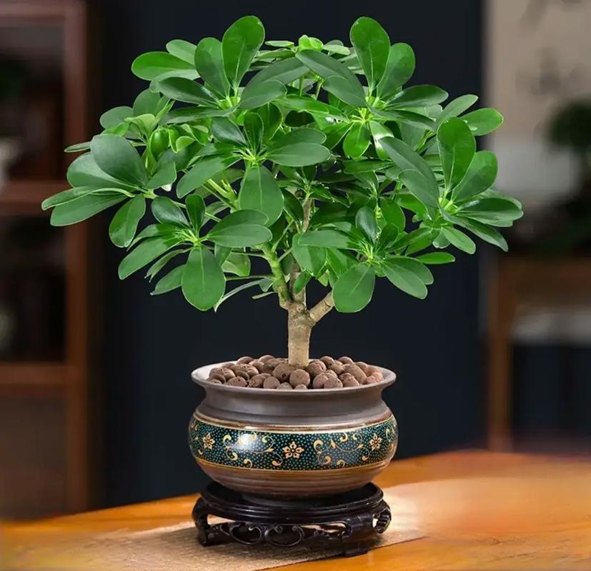 窗台种什么花最旺风水(窗台种什么植物最旺风水)